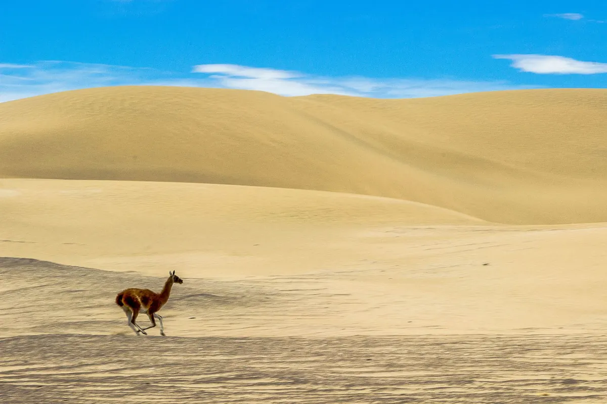 10 Signs of Healthy Dune Habitat to Look For on a Beach Walk